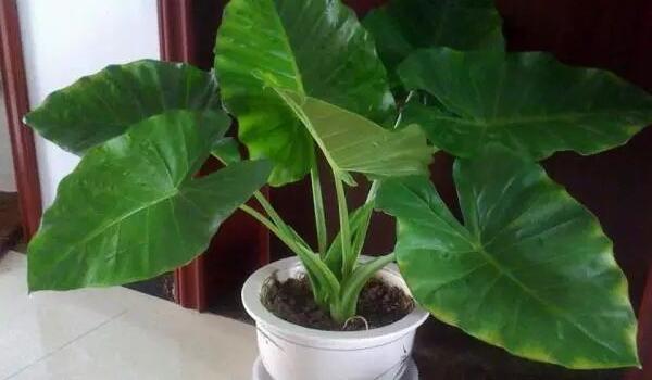 滴水觀音的好處和壞處,作用非常全面但缺點也不可忽視