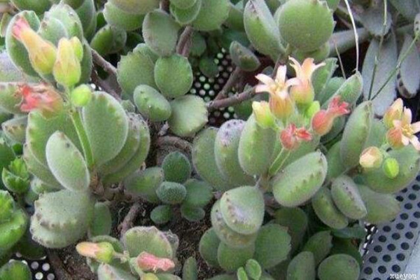熊童子夏天怎么澆水,保持土壤微微濕潤(rùn)即可