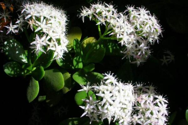 燕子掌多久開花,正常情況下養殖2-3年才能開花