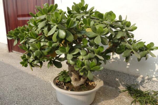 燕子掌多久開花,正常情況下養殖2-3年才能開花