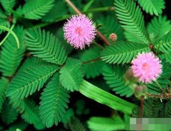 含羞草怎么養(yǎng)護,老農(nóng)總結(jié)五點最實用方法