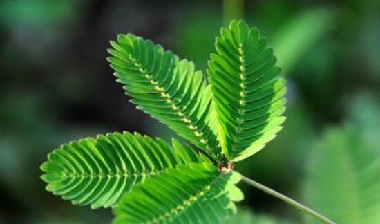含羞草怎么養(yǎng)護,老農(nóng)總結(jié)五點最實用方法