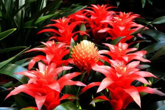 鴻運(yùn)當(dāng)頭開花后怎么辦,及時(shí)修剪殘花/分株繁殖