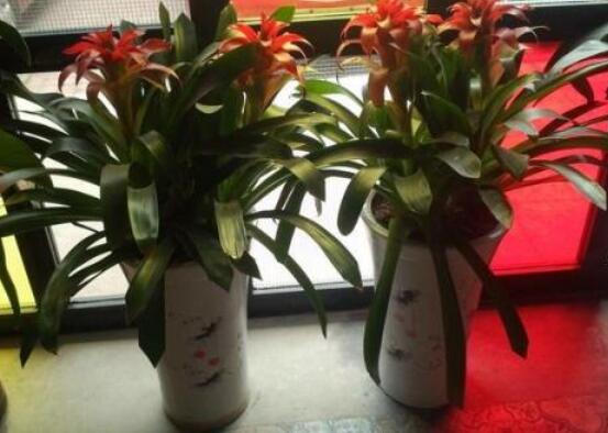 鴻運(yùn)當(dāng)頭開花后怎么辦,及時(shí)修剪殘花/分株繁殖