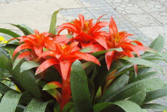 鴻運(yùn)當(dāng)頭開花后怎么辦,及時(shí)修剪殘花/分株繁殖