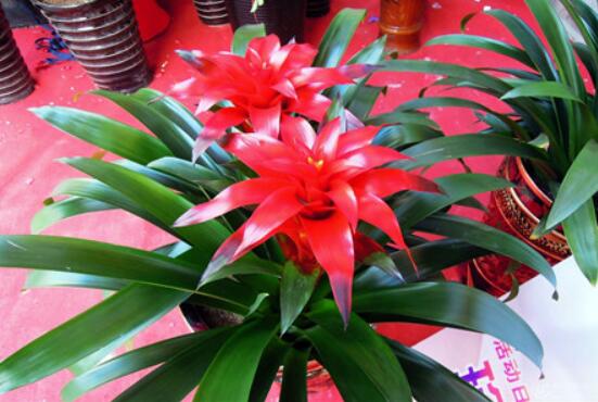 鴻運(yùn)當(dāng)頭開花后怎么辦,及時(shí)修剪殘花/分株繁殖