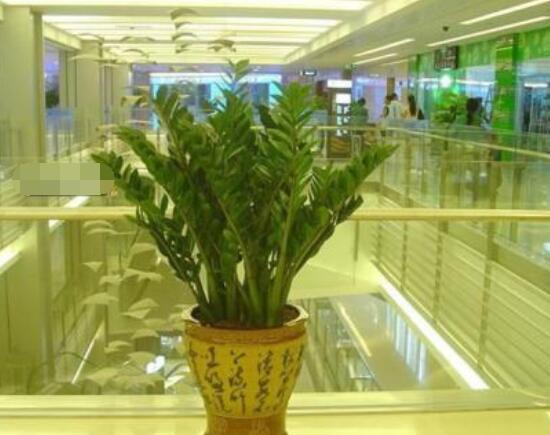 金錢樹換土的技巧,做好五個(gè)步驟生長的健壯茂盛