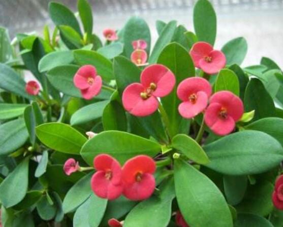 大葉虎刺梅怎么養(yǎng),保證足量光照/溫暖濕潤環(huán)境
