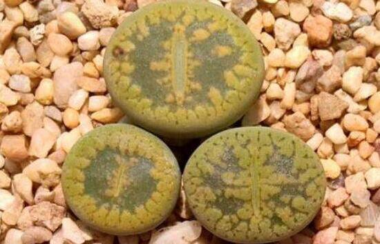 生石花怎么養護,做好五點生長美觀茂盛