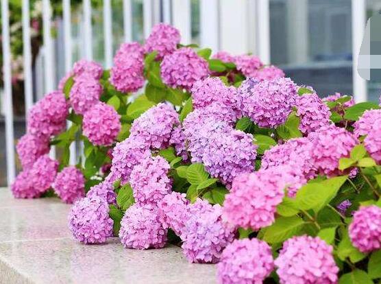 粉色繡球花花語,代表著美好回憶、期待愛情