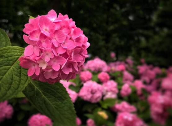 粉色繡球花花語,代表著美好回憶、期待愛情