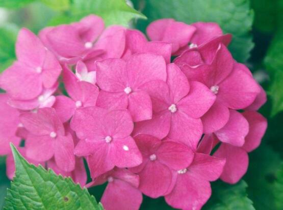 粉色繡球花花語,代表著美好回憶、期待愛情
