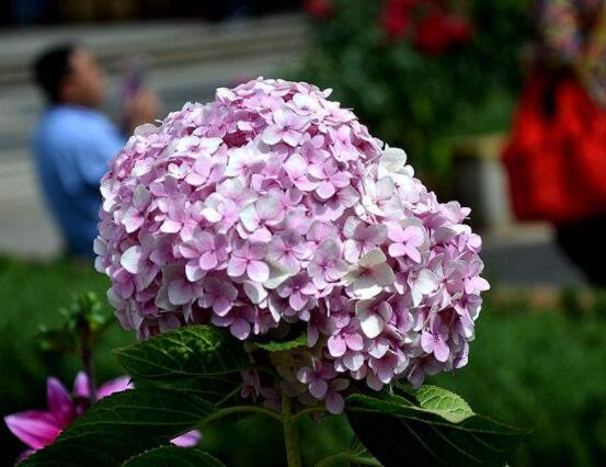 粉色繡球花花語,代表著美好回憶、期待愛情