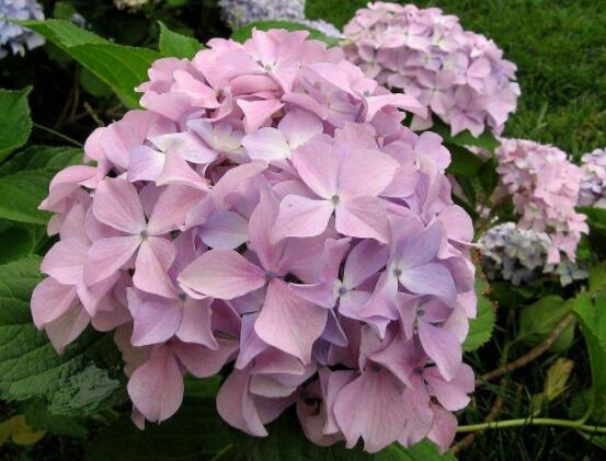 粉色繡球花花語,代表著美好回憶、期待愛情