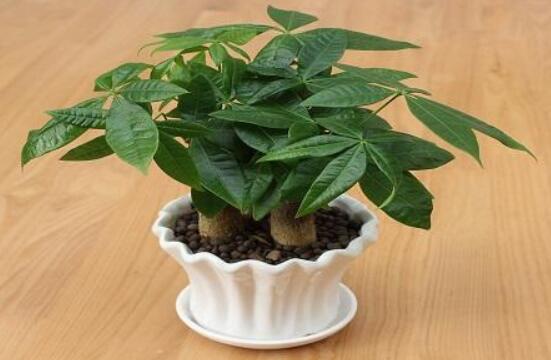 發財樹長蟲子怎么辦,介殼蟲和紅蜘蛛危害性能最大