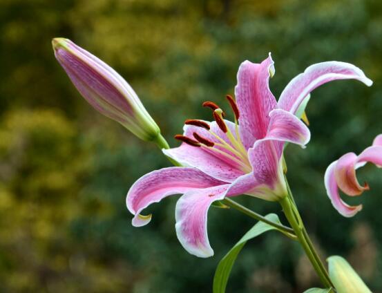 百合花養(yǎng)水里能活多久,做好五個(gè)要點(diǎn)可存活百日以上