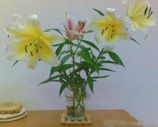 百合花養(yǎng)水里能活多久,做好五個(gè)要點(diǎn)可存活百日以上