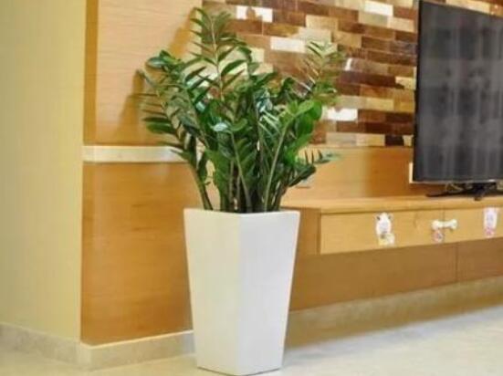 金錢樹干和葉發(fā)黃咋辦,教你三種最直觀解決方法