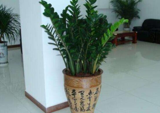 金錢樹干和葉發(fā)黃咋辦,教你三種最直觀解決方法