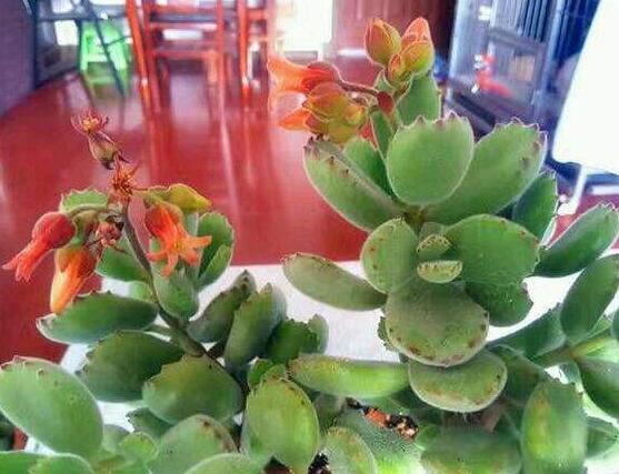 熊童子什么時候開花,基本上都是在夏末秋初開花