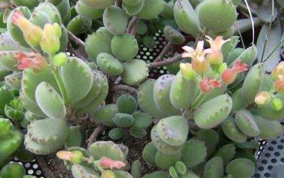 熊童子什么時候開花,基本上都是在夏末秋初開花
