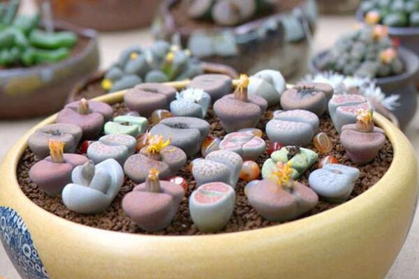 生石花怎么種,春季是生石花播種最佳時期