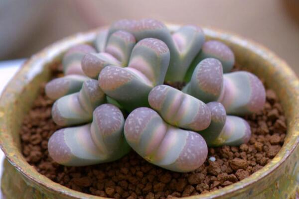 生石花怎么種,春季是生石花播種最佳時期