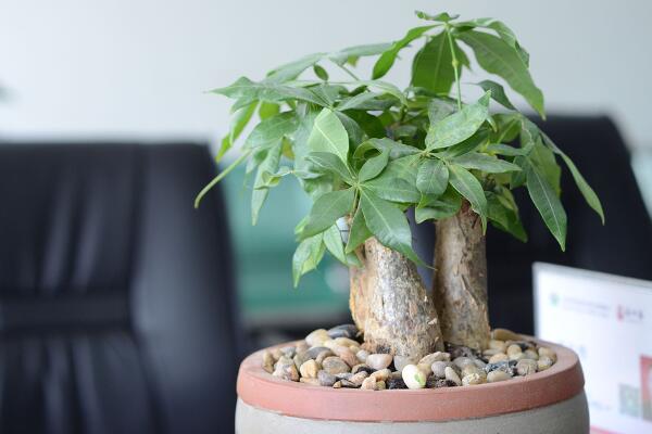 小發(fā)財樹需要修剪嗎,適當(dāng)修剪可以讓植株更加旺盛