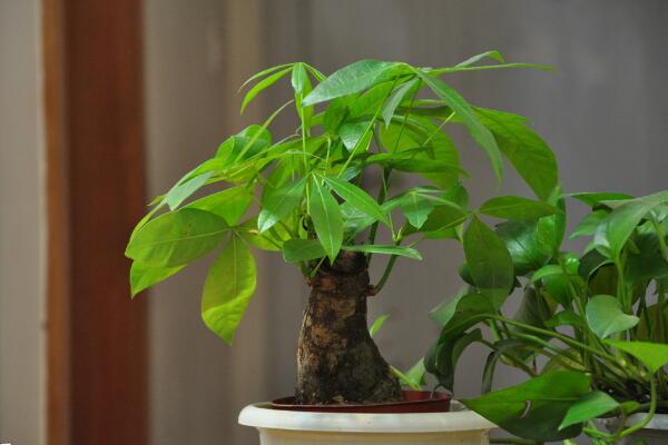 小發(fā)財樹需要修剪嗎,適當(dāng)修剪可以讓植株更加旺盛