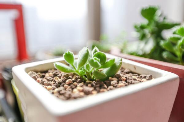 熊童子怎么養得肥厚,以下要點是熊童子生長的關鍵