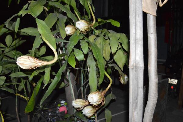 曇花花后如何處理,及時進行修剪并補充養分