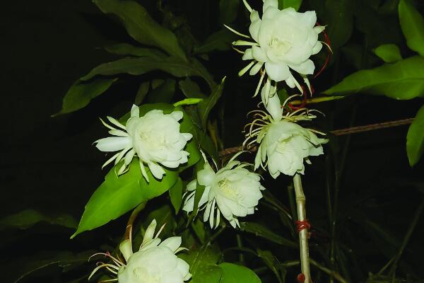 曇花花后如何處理,及時進行修剪并補充養分