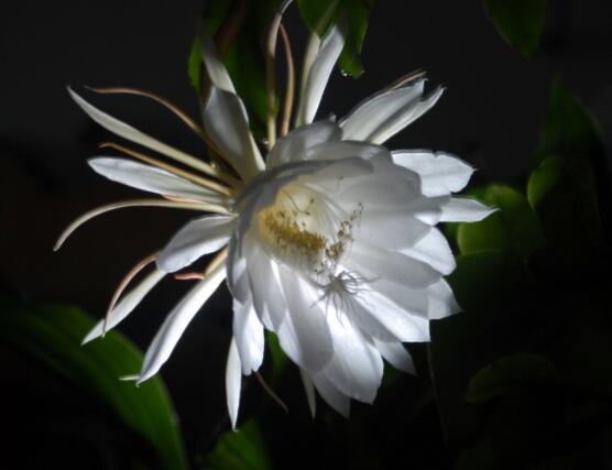 曇花摘下來如何保存,主要分為做干花和自然晾干