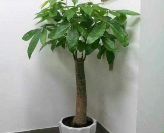 怎么種發財樹,注意盆土要合適/花盆具備透氣性