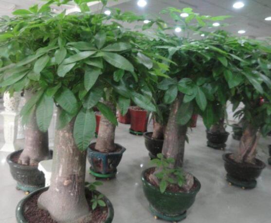 怎么種發財樹,注意盆土要合適/花盆具備透氣性