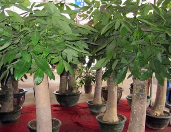 怎么種發財樹,注意盆土要合適/花盆具備透氣性