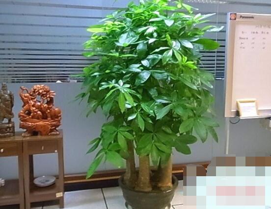 怎么種發財樹,注意盆土要合適/花盆具備透氣性