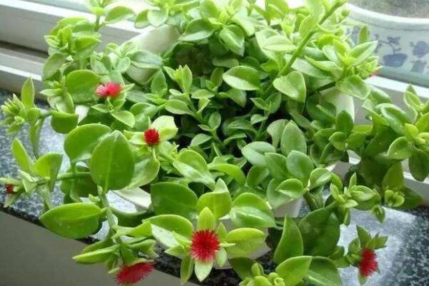 牡丹吊蘭怎么施肥,這樣施肥才能達到促花、保花的目的