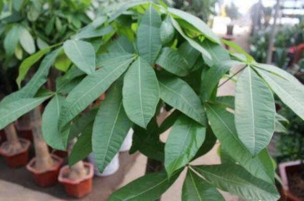發財樹死了怎么救活,取出植株重新栽種