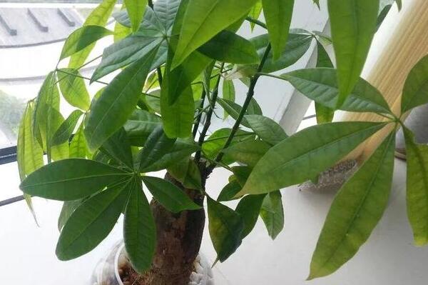 發財樹死了怎么救活,取出植株重新栽種