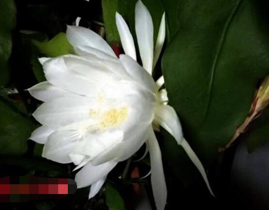 曇花怎么養,注意盆土是關鍵/肥水要合理
