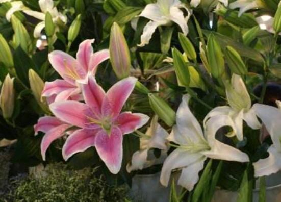 香水百合種植方法,教你四個簡單要點存活率百分百