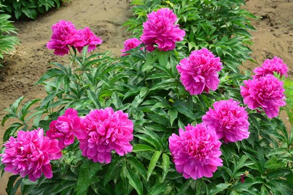 冬天芍藥花養護方法,芍藥花冬季養殖6大要點