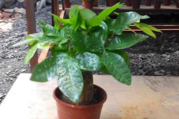 發財樹如何種植,4步即可完成發財樹的種植