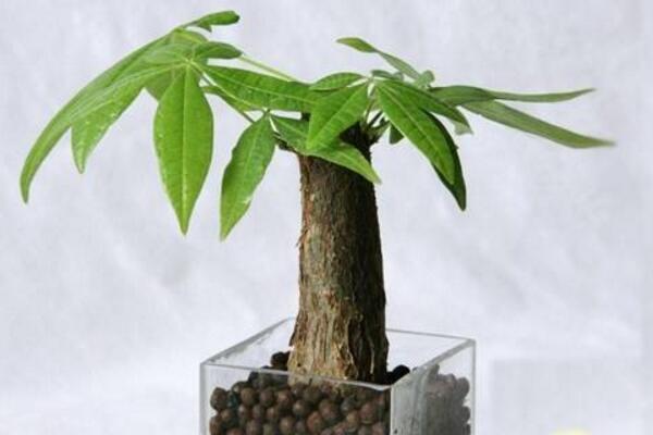 發財樹如何種植,4步即可完成發財樹的種植