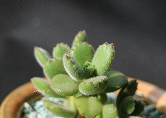 熊童子葉子發軟怎么辦,總結最實用三種解決方法