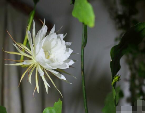 曇花的種植方法,教你最簡(jiǎn)單五個(gè)步驟(存活率高)