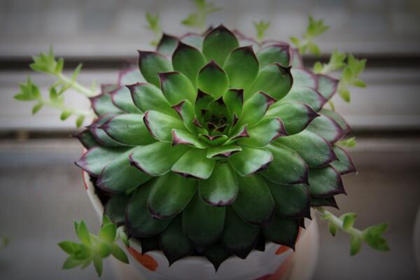 寶石花為什么非常耐旱,因為它的葉子能夠蓄水