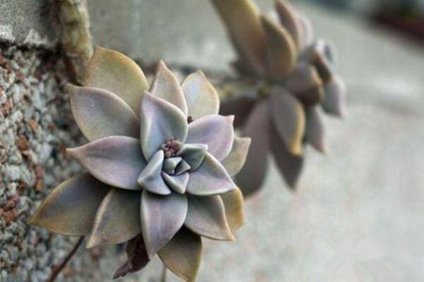 寶石花為什么非常耐旱,因為它的葉子能夠蓄水
