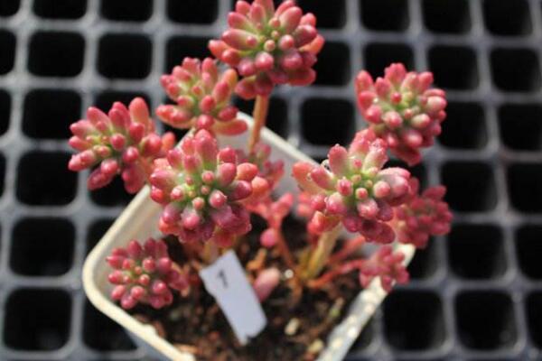 寶石花光照和溫度處理,夏季遮陰冬季向陽